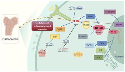 The critical role of toll-like receptor 4 in bone remodeling of osteoporosis: from inflammation recognition to immunity